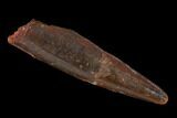 Fossil Pterosaur (Siroccopteryx) Tooth - Morocco #134658-1